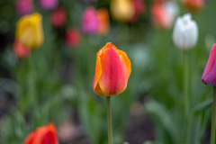 Highlighted Tall Tulip