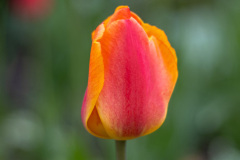 Tall Tulip