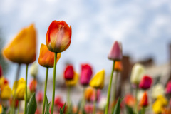 Tulips