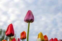 Highlighted pink tulip