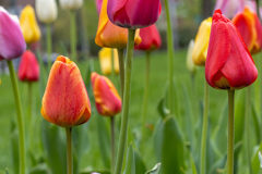 Tulips