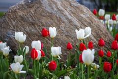 Tulips against a rock