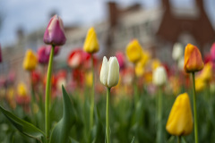 Highlighted White Tulip