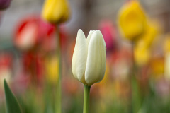 White Tulip