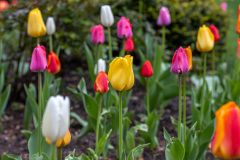 Highlighted yellow tulip