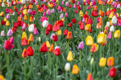 Bed of Tulips