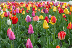 Bed of tulips