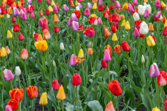 Lone tulip open in the bed