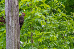 Pileated woodpecker