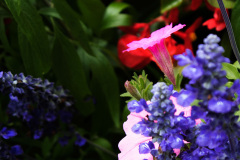 Petunia side view