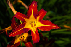 Exterme close up of a daylilly