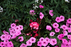Begonias among petunias