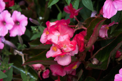 Begonia close up