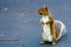 Eastern gray squirrel