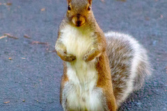 Eastern gray squirrel looking at the camera
