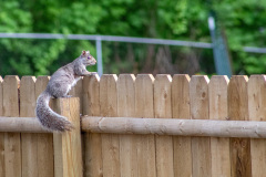 Eastern gray squirrel on a fence